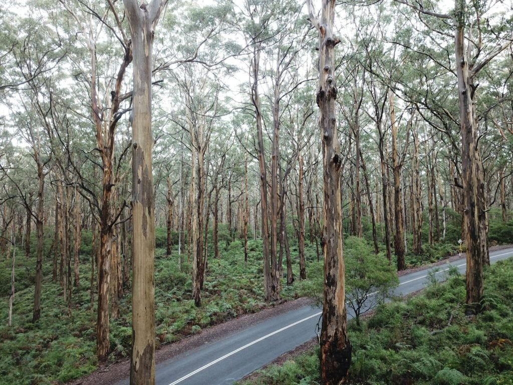 gray asphalt road between trees during daytime